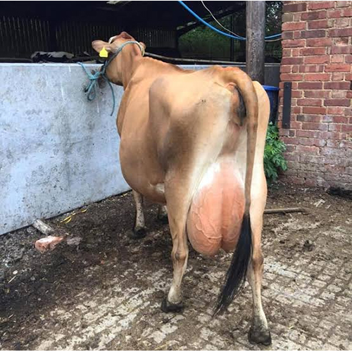 Jersey Cow