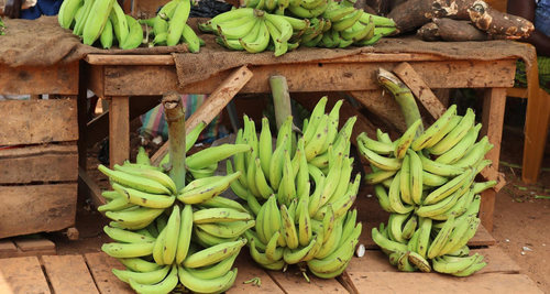 Quality Green Plantain For Sale