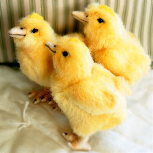 Baby Chick - Different Weight Available Grams, Male & Female for Poultry Farming