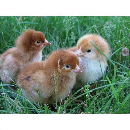 Rhode Island Red Chick Gender: Female