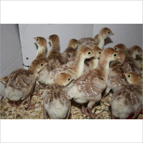 Turkey Chicks Gender: Male