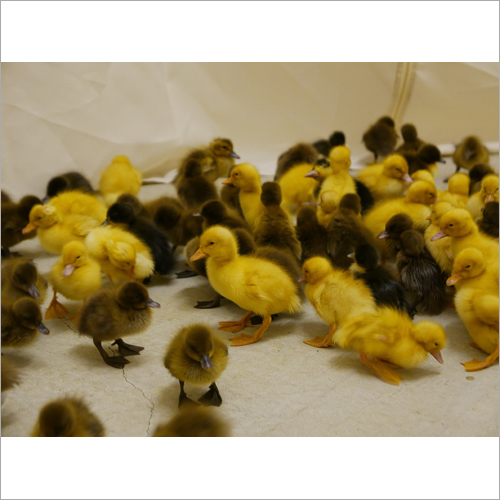 Ducklings Chick - Baby Poultry, Different Weights Available | Male and Female Gender Options