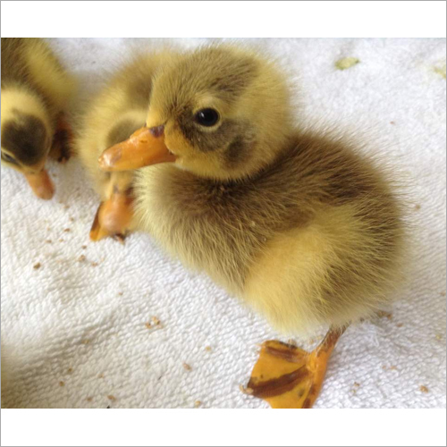 Indian Runner Chick - Baby Poultry Varieties | Available in Male and Female, Different Weights