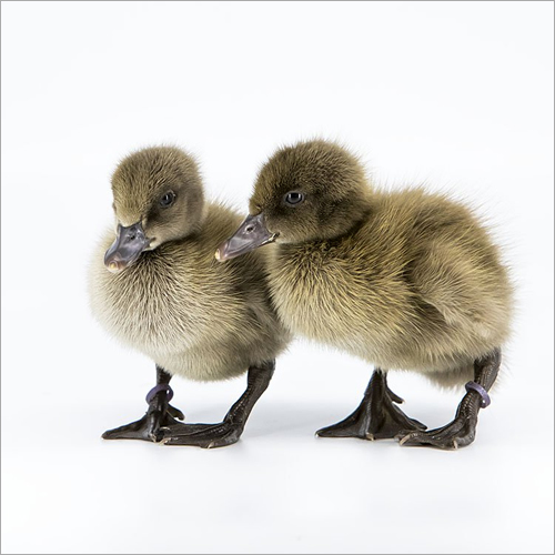 Khaki Campbell Chick Gender: Male