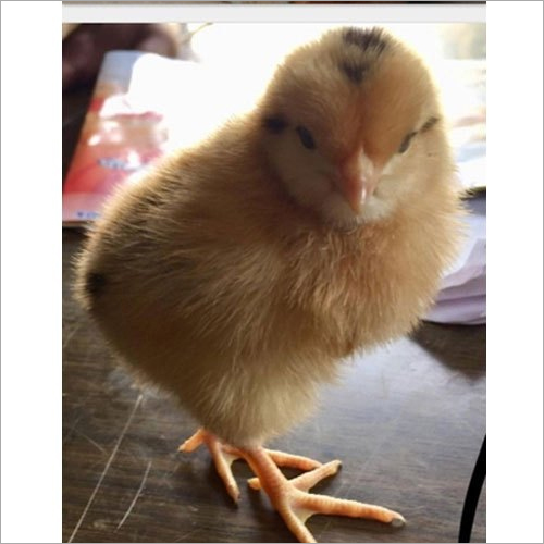 Sonali Chick Gender: Male