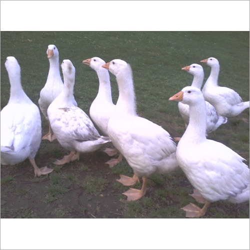 White Pekin Ducklings