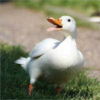 White Pekin Ducklings Gender: Male