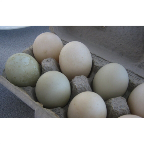 Duck Eggs Egg Size: Natural