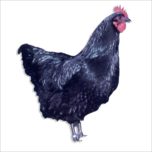 Pure Kadaknath - Adult Black Poultry Breed | High-Quality Meat Source Perfect for Commercial Uses Available in Male and Female