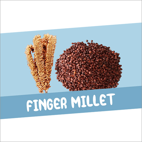 Finger Millet By MAA ADHISHAKTI TRADERS SEMILIGUDA