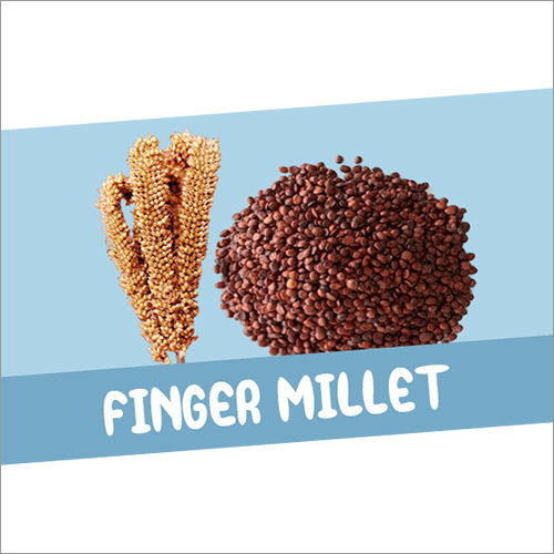 Finger Millet