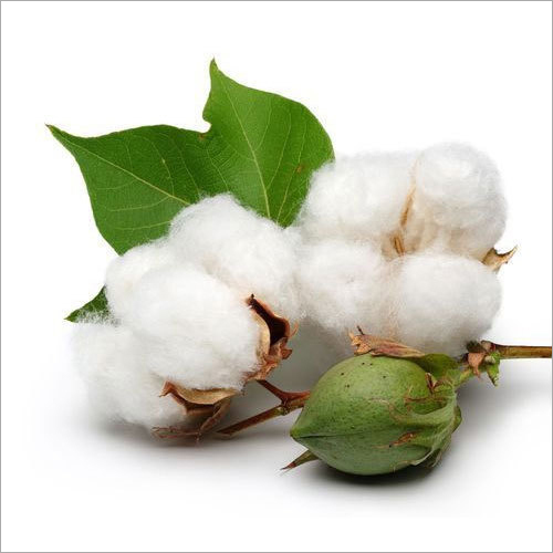 Fresh BI Cotton Seed - Organic Cotton Seed | Grade A, High Purity, White Color, Customizable Weight