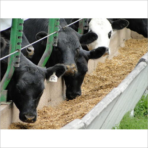 Maize Cattle Feed Testing Services