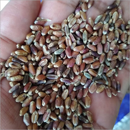 Organic Black Wheat 35Rs