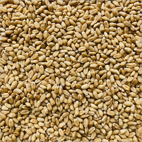 Sharbati Wheat