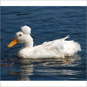 Pure American White Duck