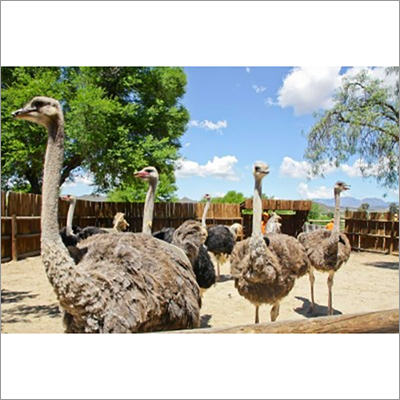 Pure Ostrich Breed