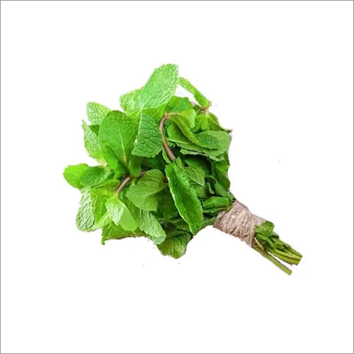 Mint Leaves Age Group: For Adults