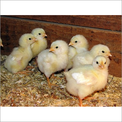 Pure Cobb-400 Broiler Breed