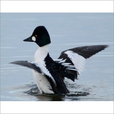 Pure Golden Eye Duck