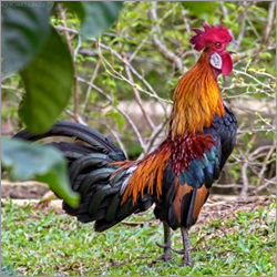 Jungle Fowl Chicken