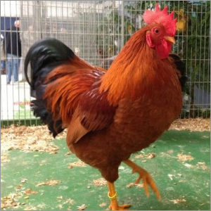 Vanaraja Breed Live Chicken