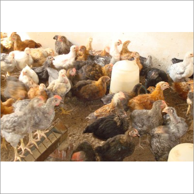 Pure Raja 2 Breed Chicken