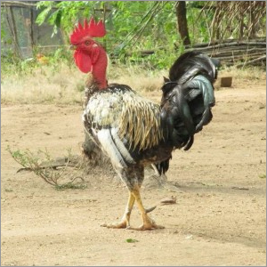 Naked Neck Breed Chicken