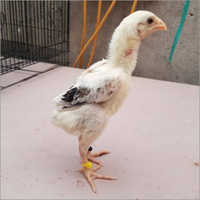 Pure Madras Aseel Chicks