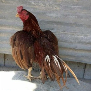 Peela Aseel Chicken