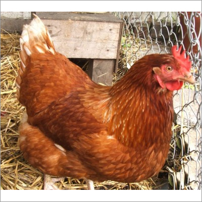 Rh1 Breed Chicken