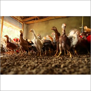 SRS Breed Chicken