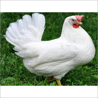 White Layer Colier Chicken