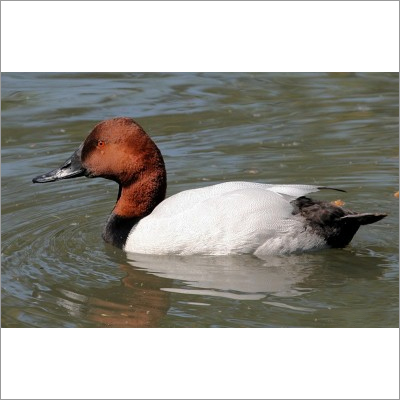 Pure Diving Duck