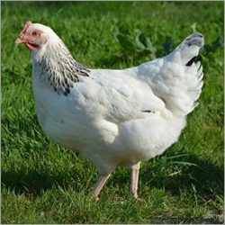 Jamuna Breed Chicken