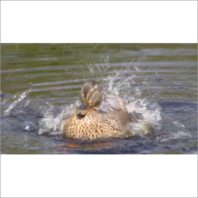 Pure Dabbling Duck
