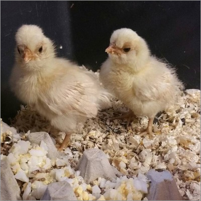 Pure Polish Breed Chicks