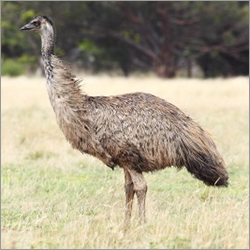 Pure Emu Bird