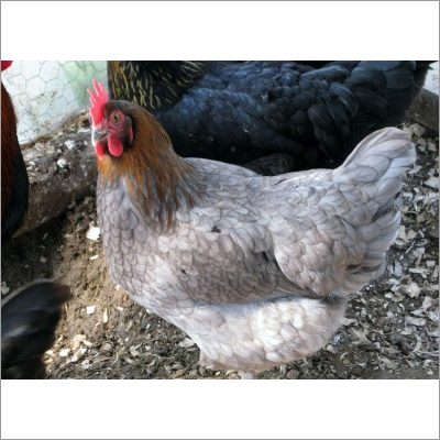 Pure Kaveri Breed Chicken