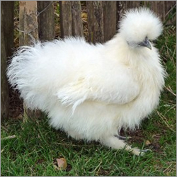 Pure Silky Bird Breed By Sri Krishna Poultry Farm And Breeding Chicken