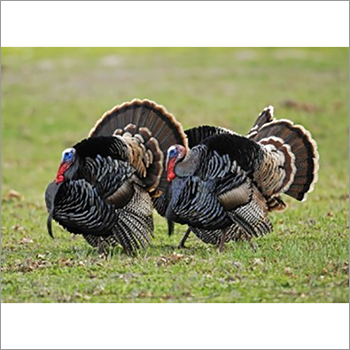 Pure Turkey Breed