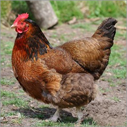 Pure Grampriya Breed