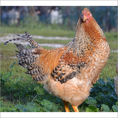 Rajashree Breed Chicken