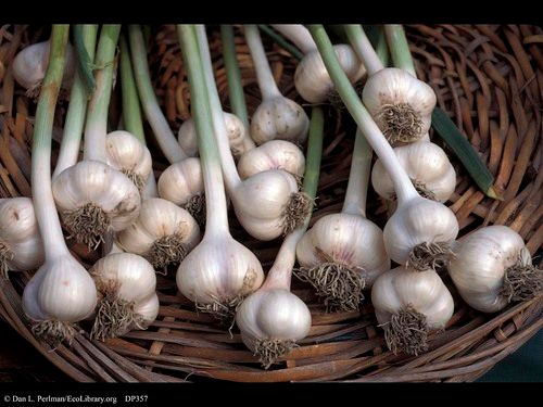 Allium Sativum Dry Extract