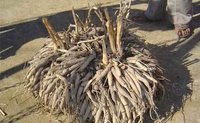 Asparagusracemosus Dry Extract