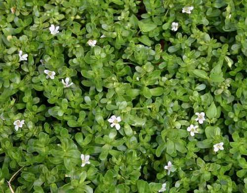 Bacopa Monneiri Dry Extract