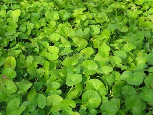 Centella Asiatica Dry Extract