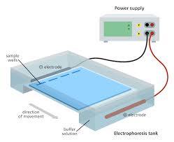 Labcare Export Electrophoresis System