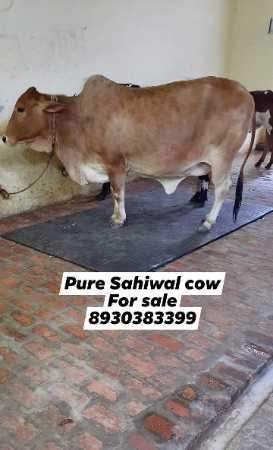 High Milk Sahiwal Cow