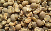 Grano de caf verde (Robusta y Arobica)
